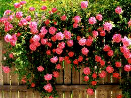 Roses