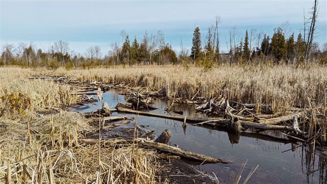 A picture of a marsh area. There is a dark waterway through the middle, and there are dry reeds and grasses as well as some large logs in the water. It is a sunny day. 