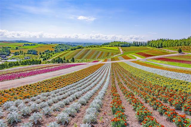 Shikisai no oka, Hokkaido