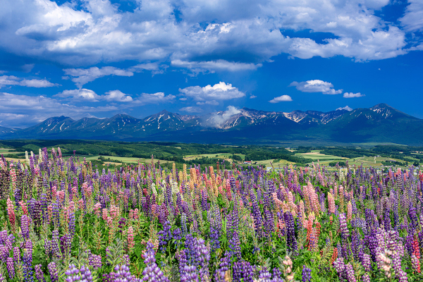 msend_syd@jnto.go.jp