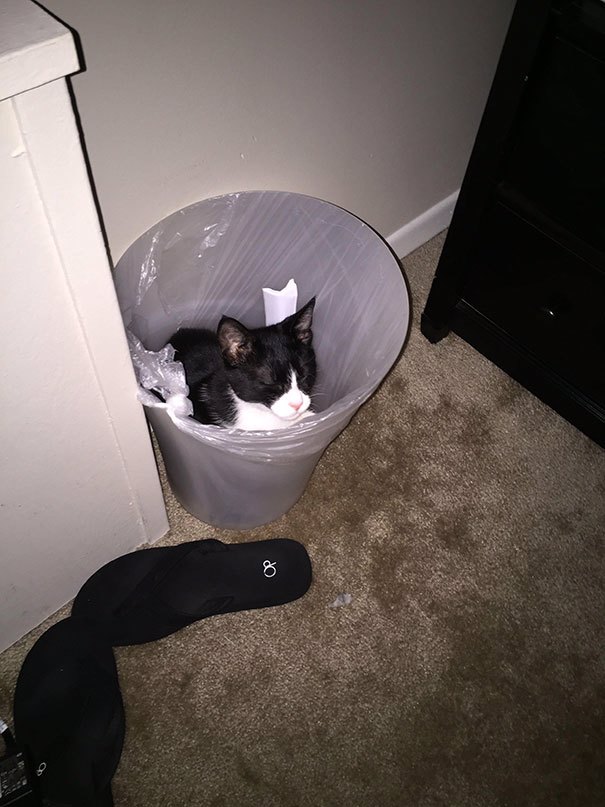 cats sleeping in weird places