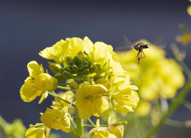 inochinokoto@gmail.com