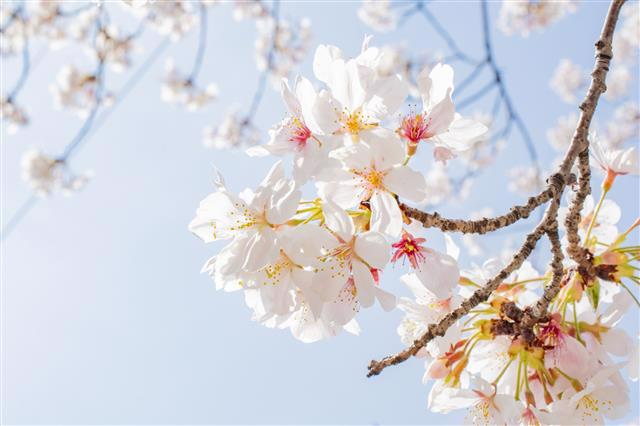 inochinokoto@gmail.com