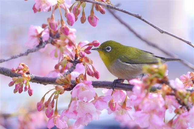 inochinokoto@gmail.com