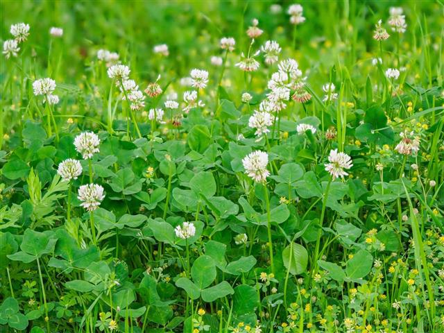 inochinokoto@gmail.com