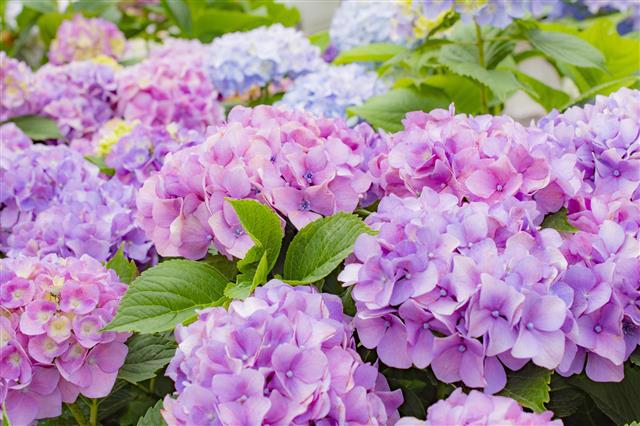 inochinokoto@gmail.com