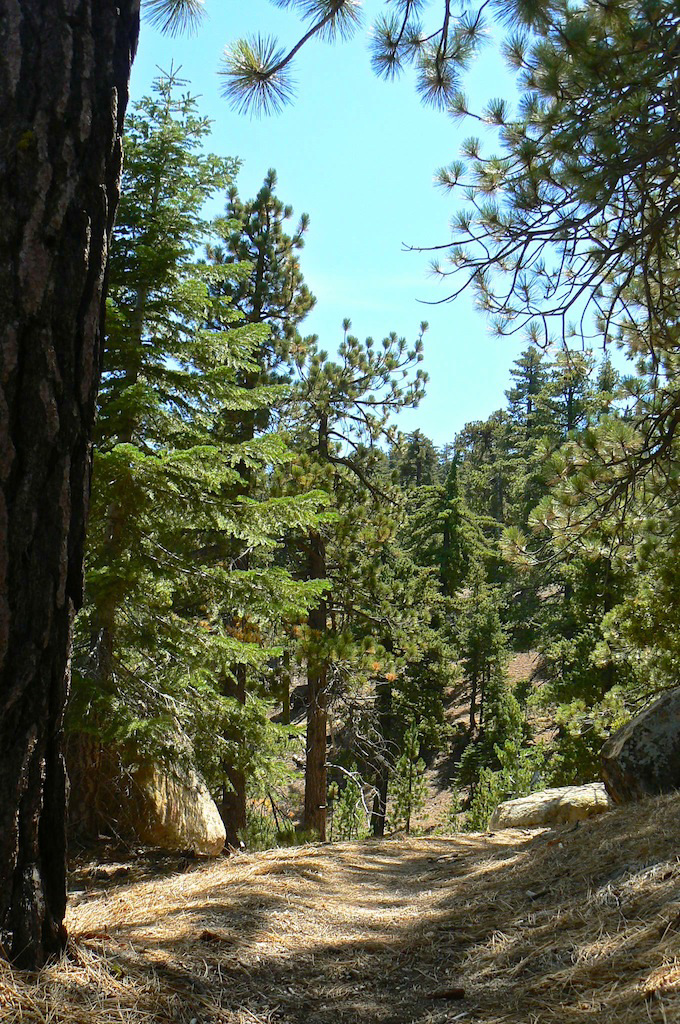 Reyes Peak Trail