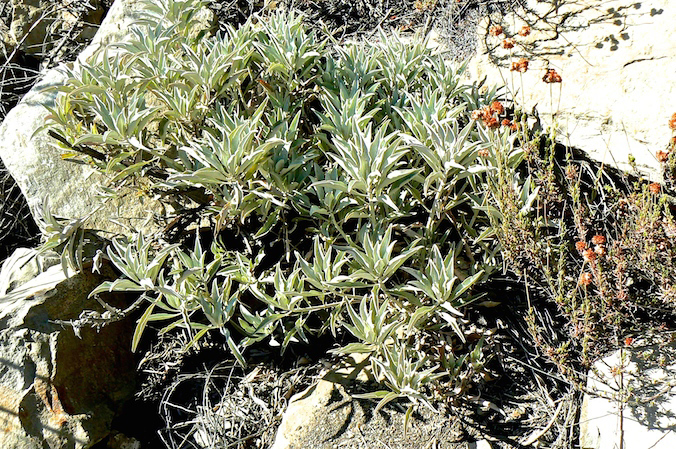 White Sage in Matilija Canyon