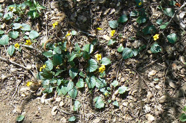 Yellow Pansy