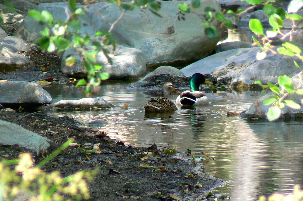 Mallards at Wheeler Gorge