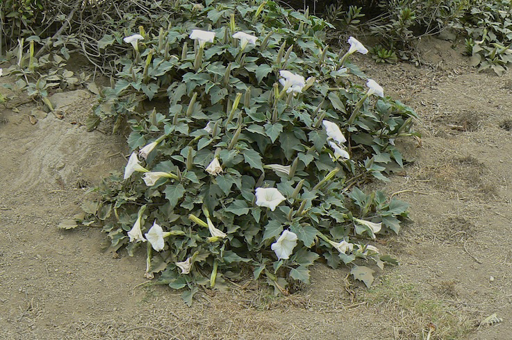 Datura