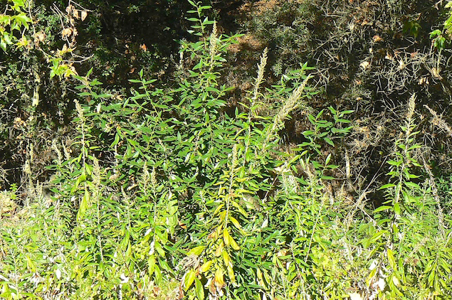 Mugwort