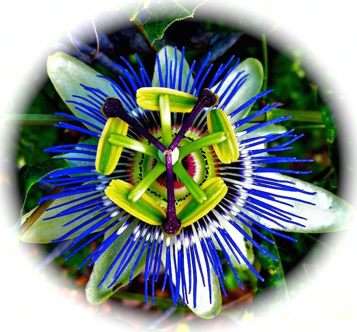 Blue Passion Flower