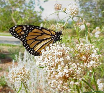 Monarch Butterfly on Milkweed plant