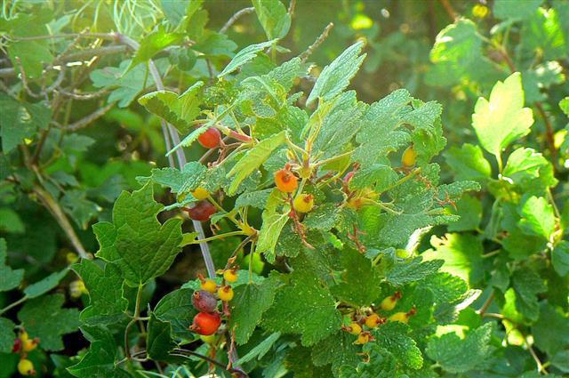 Chaparral Currant