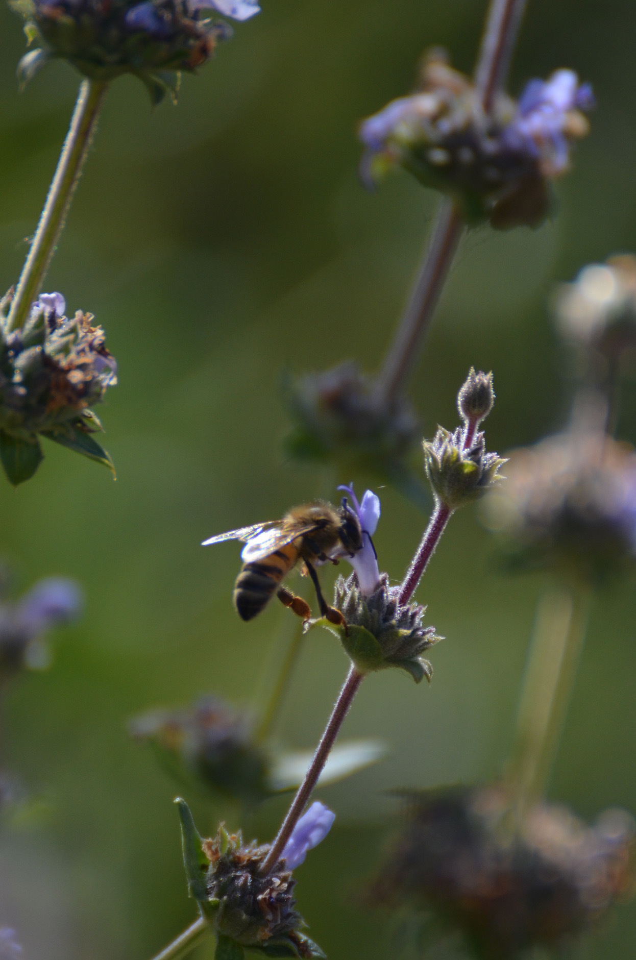 Honeybee on Black Sage