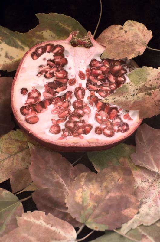 Pomegranate by Susan Jones