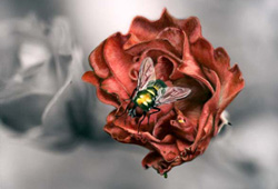 Bee by Susan Jones