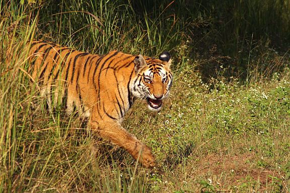Vote for Tiger Conservation
