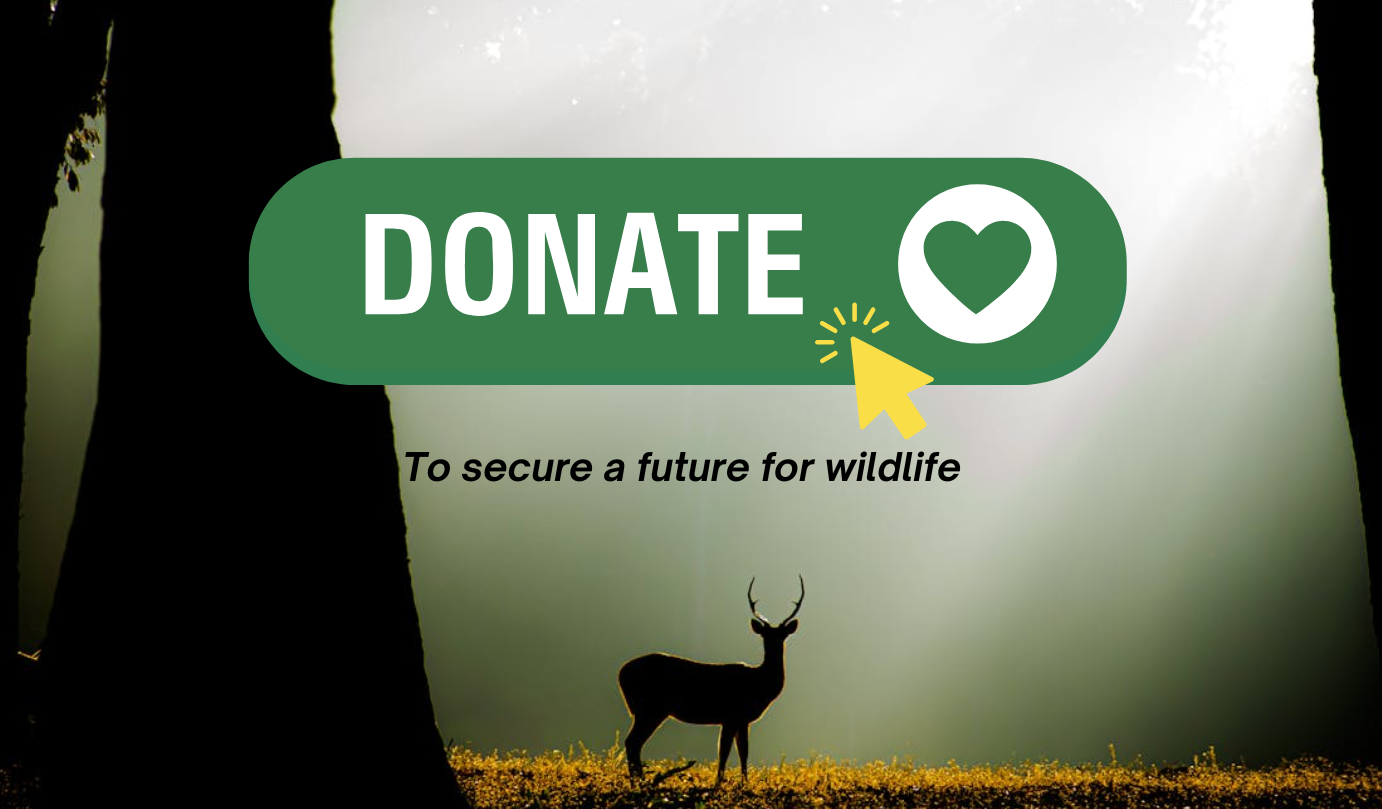 Donation Link