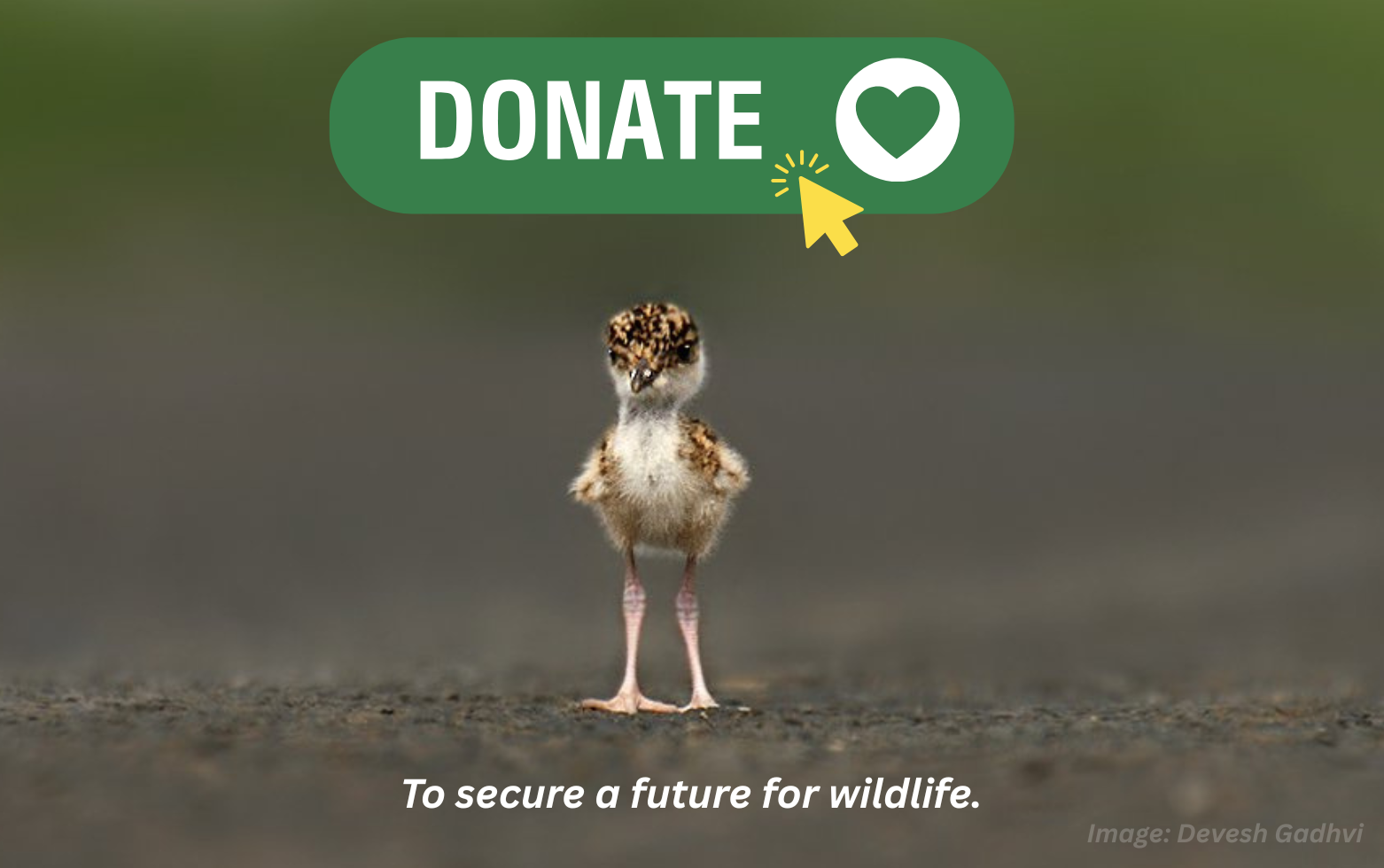 Donation Link