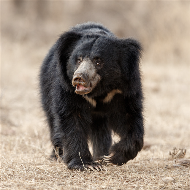 Sloth Bear - Understanding Human-Sloth Bear Conflict in the Nilgiris