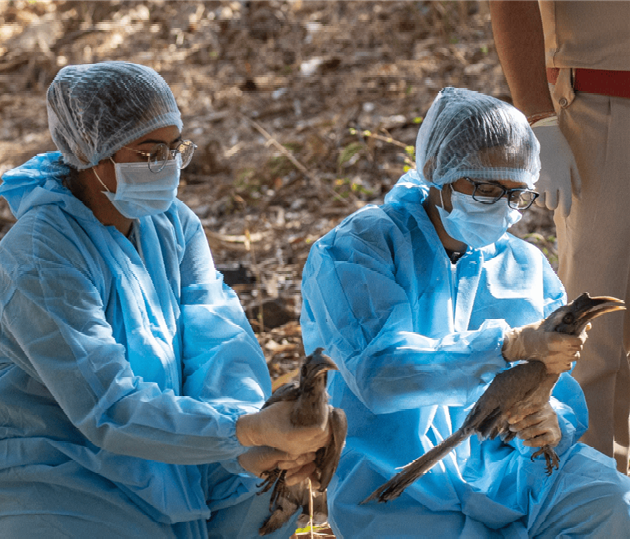 Reintroduction of the Indian Grey Hornbill in Gir National Park