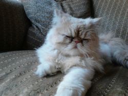 Cream and White Persian cat sleeping