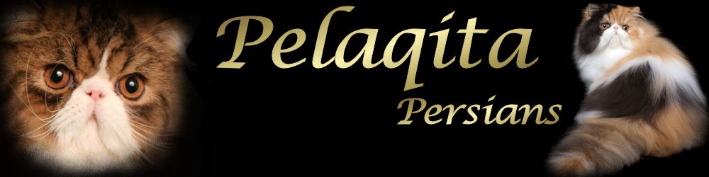 Pelaqita Persians Newsletter