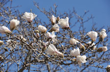tree branches with budding white flowers