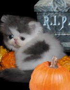 kitten in a pumpkin patch