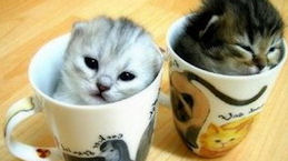 Toy or Teacup Persian cats