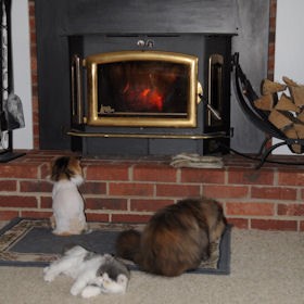 Persian cats in front of wood burning stove