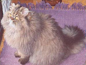 Brown Tabby Persian cat