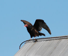 Turkey Vulture on barn roof