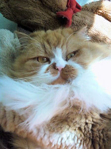 Red & White Persian cat