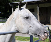 head shot of an appaloosa horse