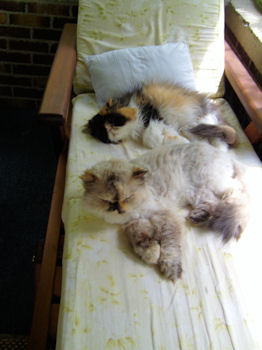 two Persian cats laying together