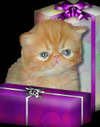 kitten among Christmas presents