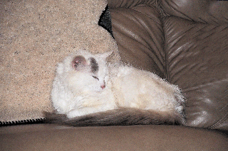 Dilute Calico Longhair Cat