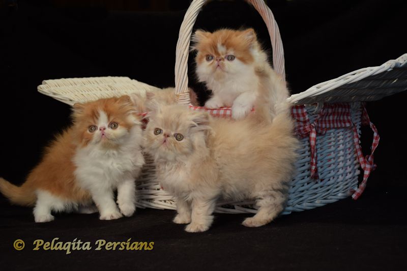 Persian kittens in a basket