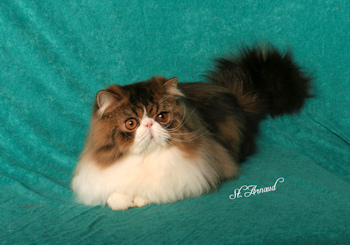 Brown Tabby & White Persian cat