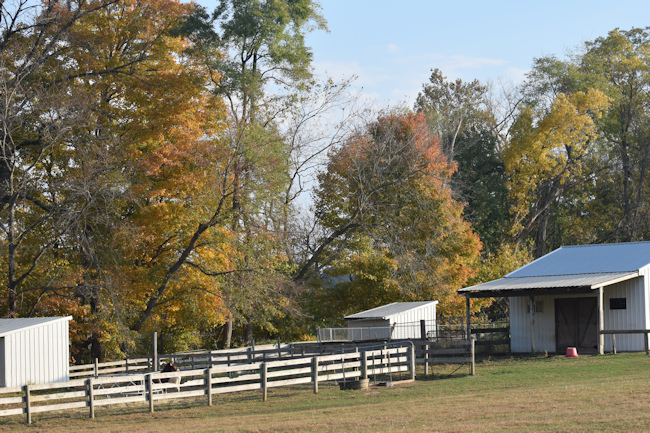 Fall colored trees and barn