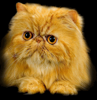 Red Tabby Persian cat