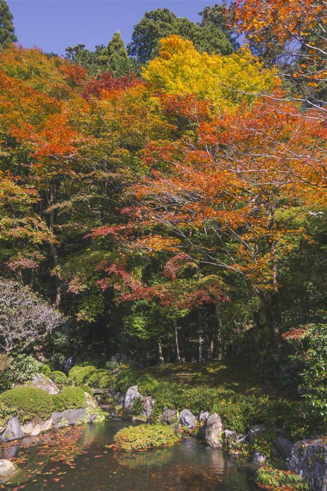 kyoto-fall