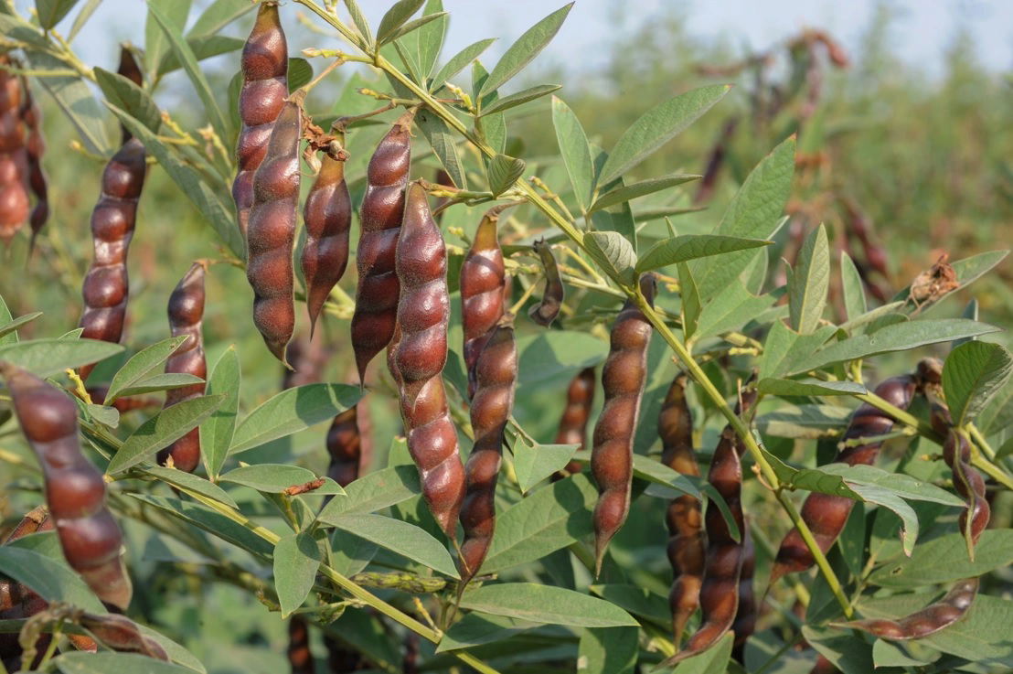 pigeonpea seed coat