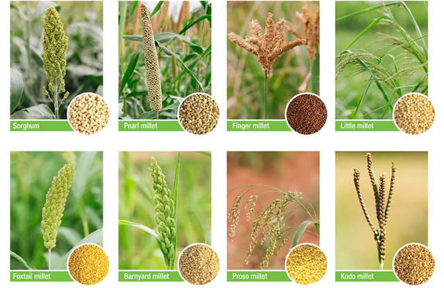 Millet main streaming