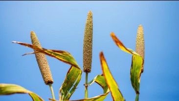 pearl millet