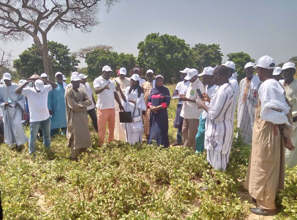 AICCRA project stakeholders evaluate climate-smart technologies at field day events.