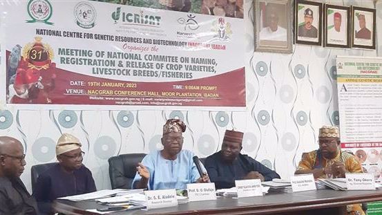 Three sorghum and three pearl millet varieties developed by ICRISAT in Nigeria